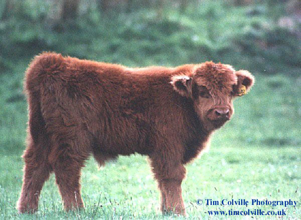 Baby coo