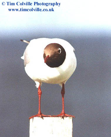 blackhead gull