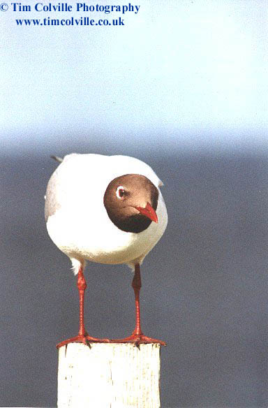 blackhead gull