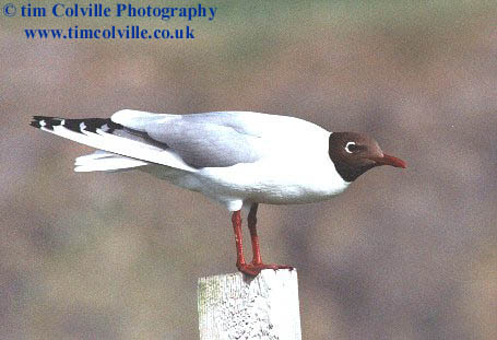 blackhead gull