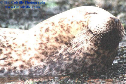 seal 3