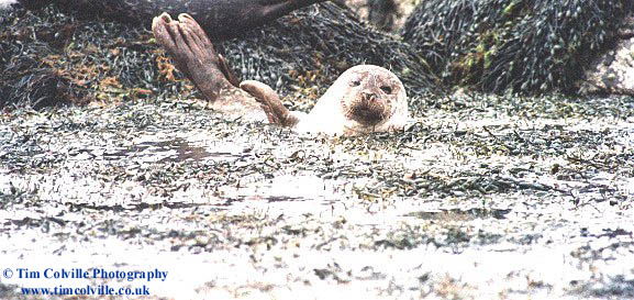 seal 6