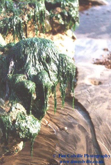 seaweed02