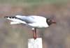 blackheaded gull 03