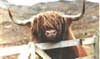 Highland Bull