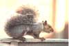 Squirrel 1