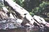 Bird on Rock in Stream