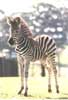 Zebra West Midlands Safari Park